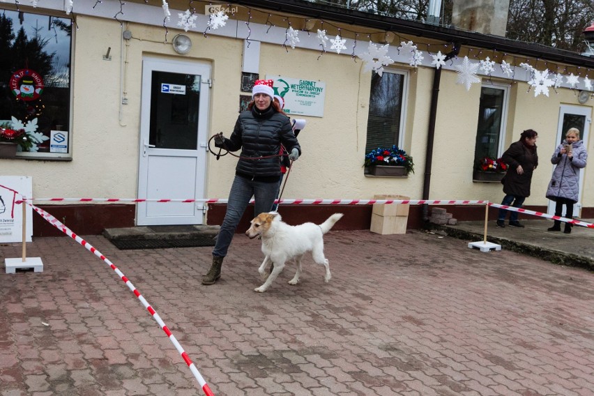 Mikołajki w schronisku dla zwierząt w Szczecinie. Dla czworonogów i ich miłośników [ZDJĘCIA, WIDEO]