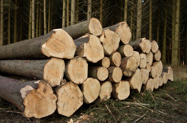 OZE ustawaPrzeciwnicy nowej ustawy obawiają się, że zwiększy ona wycinkę lasów w Polsce.
