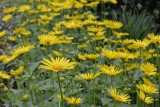 Jak uprawiać omieg kaukaski – wiosenny kwiat do ogrodu