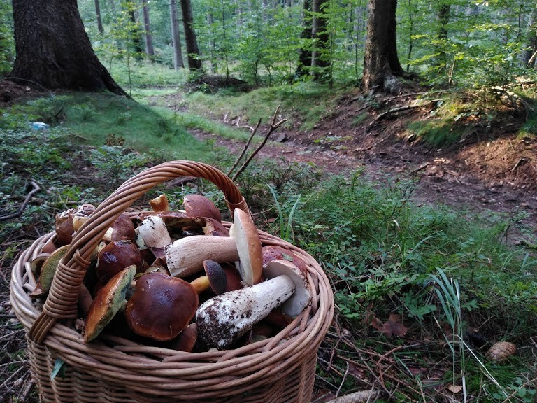 Od kilku dni dużo małych i świeżych podgrzybków i...