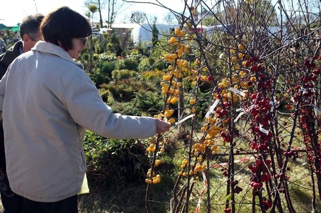 Podczas jesiennych targów ogrodniczych w Szepietowie zawsze chętnie kupujemy sadzonki drzew i krzewów liściastych (na zdjęciu rajskie jabłuszka w  tradycyjnym czerwonym kolorze i rzadziej spotykanym &#8211; żółtym)