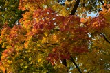 Lubliniec mieni się barwami jesieni. Mieszkańcy wybierają na spacery Park Grunwaldzki