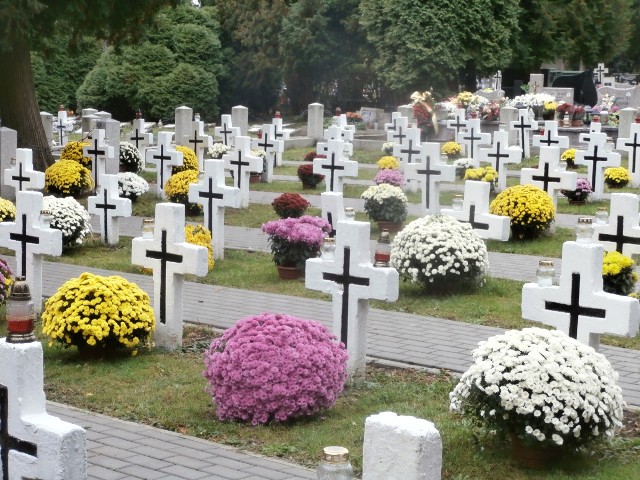 W Jarosławiu chryzantemy odebrane przez UM od ARiMR zdobią teraz m.in. zabytkową kwaterę wojenną na Cmentarzu Nowym przy ul. Krakowskiej.