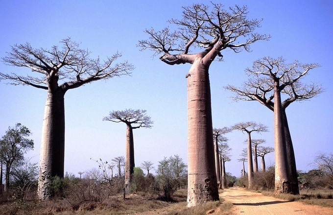 Gdzie diabeł posadził baobaby