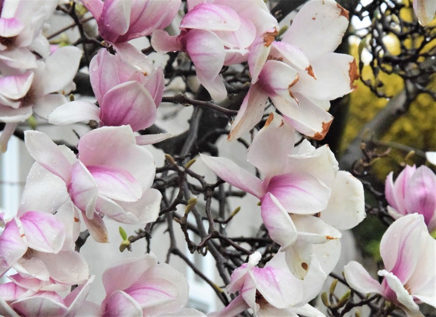 Słynne cieszyńskie magnolie wypuściły już większe i mniejsze...