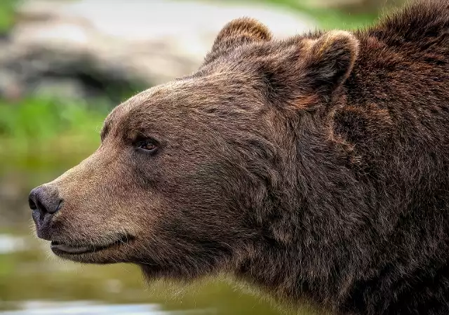 Niedźwiedź brunatny - zdjęcie ilustracyjne