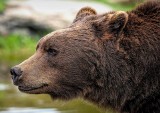 Niedźwiedź znów zaatakował ludzi na Słowacji. To kolejny atak w ostatnich tygodniach
