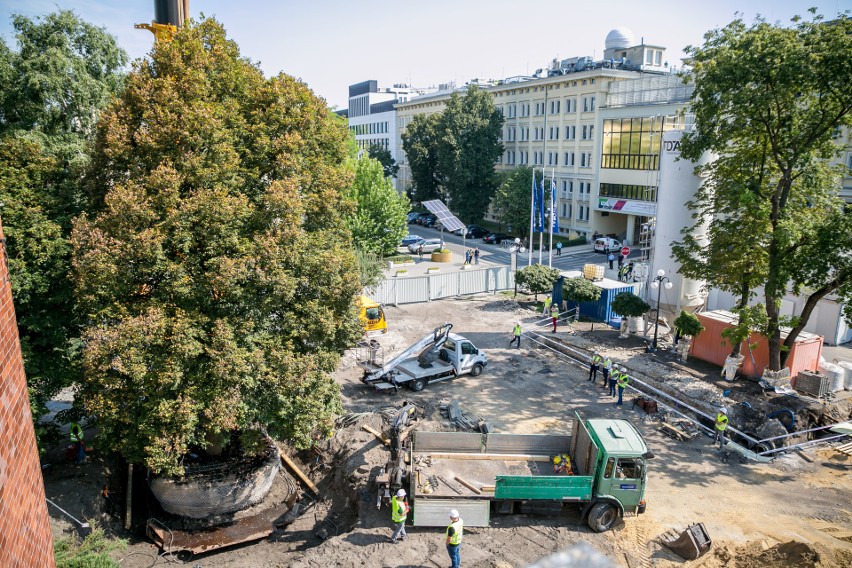 Kraków. Jednak da się w mieście przesadzić wielkie drzewo, zamiast go wyciąć. W Warszawie też potrafią. Czy za AGH pójdą inni?
