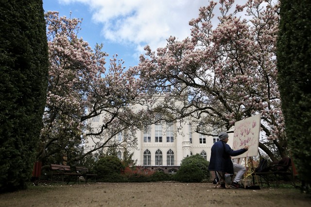 Magnolie w Arboretum w Kórniku już kwitną.