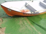Turawa: windsurfing w cuchnącej zielonej zupie
