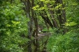 To najbardziej tajemniczy krakowski las. Spacerowiczów nie odstrasza miejska legenda