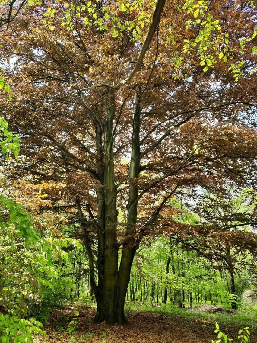 Oba drzewa znajdują się na terenie Arboretum Bramy...