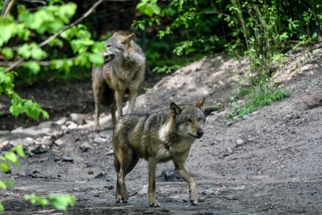 Obecność wilków w ostatnich tygodniach zauważyli także mieszkańcy gminy Pniewy.