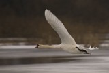 Łabędzie przymarzają do lodu. Ptakom w Białymstoku ciężko jest przetrwać zimę.