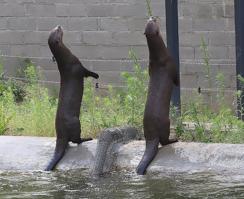 Zakochane wydry olbrzymie. Łódzkie zoo ma nadzieję na przychówek