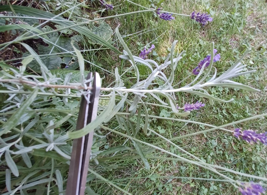 Pęd odcinamy ostrymi nożyczkami. Powinien on mieć kilka...