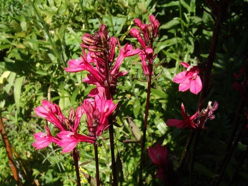 Lobelie bylinowe mogą mieć także kwiaty w różowym kolorze....