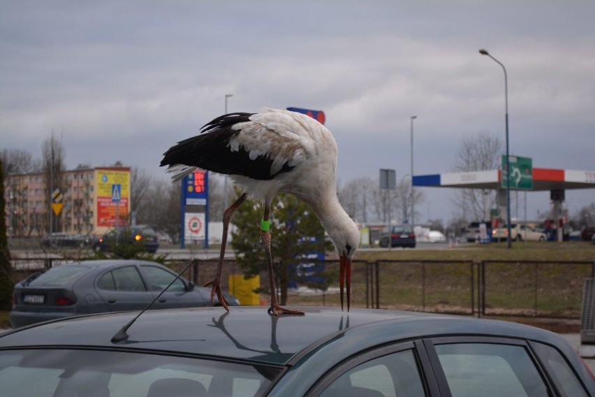 Niecodzienną atrakcję mieli dziś klienci myjni samochodowej...