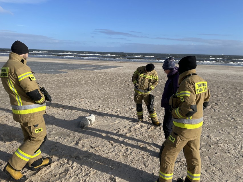 Wyziębiona foczka na świnoujskiej plaży. Dostała imię „Sopelek” i dochodzi do siebie na Helu