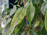 Fikus benjamina – pielęgnacja bez błędów. Dlaczego fikus benjamin gubi liście i jak go uratować? Radzimy, jak zadbać o tę roślinę 