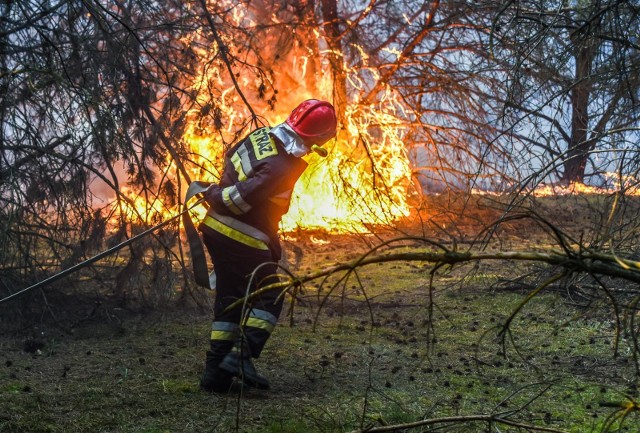 Pożar lasu w okolicach Doliny Śmierci w Fordonie. Zapalił się rozległy teren, bo aż około 25 hektarów. Ogień pochłonął nie tylko ściółkę leśną, ale także korony drzew. - Akcja jest trudna - mówili nam strażacy.Na miejscu działało nawet 26 zastępów straży pożarnej. Pomagały im dwa samoloty gaśnicze. - Sytuacja jest prawie opanowana, ale jest jeszcze kilka ognisk, które trzeba ugasić - powiedział nam tuż przed godz. 19.00 st. kpt. Paweł Korgol z Państwowej Straży Pożarnej. Ogień na szczęście już się nie rozprzestrzenia, jednak dogaszanie może potrwać jeszcze kilka godzin.Akcja trwała także po godzinie 22.W pewnym momencie ogień był blisko ogrodów działkowych i istniało realne zagrożenie, że się na nie przeniesie.Strażacy współpracują z leśnikami, żeby wszystko udało się ugasić.Pożar objął około 25 ha. Zapaliła się nie tylko ściółka leśna, ale także drzewostan, w tym korony drzew. Przypadkowi ludzie pomagali strażakom w akcji gaśniczej - m.in. w rozwijaniu węży gaśniczych.Strażacy przygotowali punkt czerpania wody przy ul. Armii Krajowej.