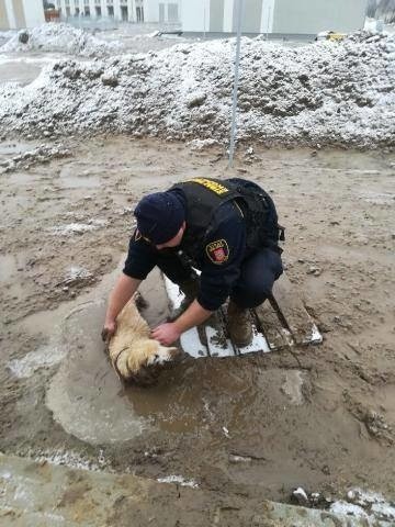 Zalasewo: Strażnicy miejscy uratowali labradora, który ugrzązł w błocie [ZDJĘCIA]