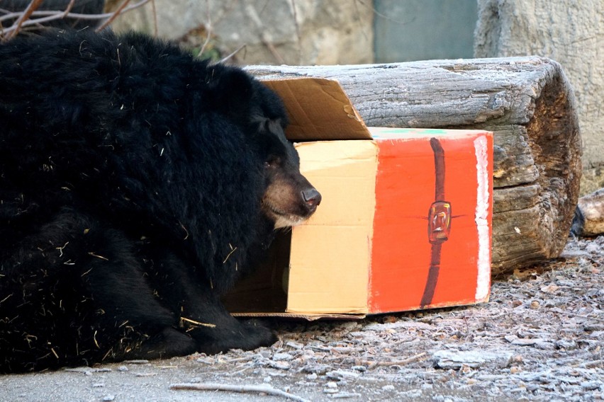 Gwiazdka we wrocławskim zoo. Zwierzęta dostały prezenty