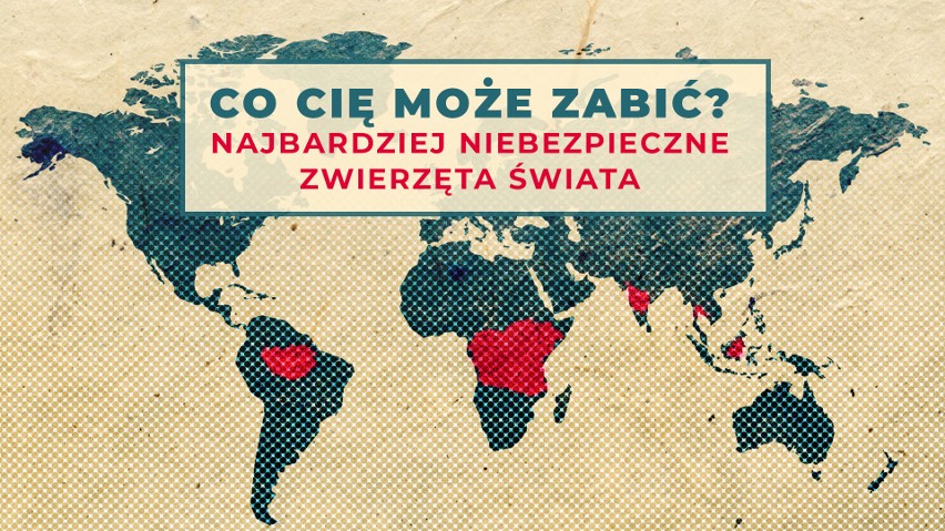 Sprawdźcie jak wyglądają najgroźniejsze zwierzęta na świecie...