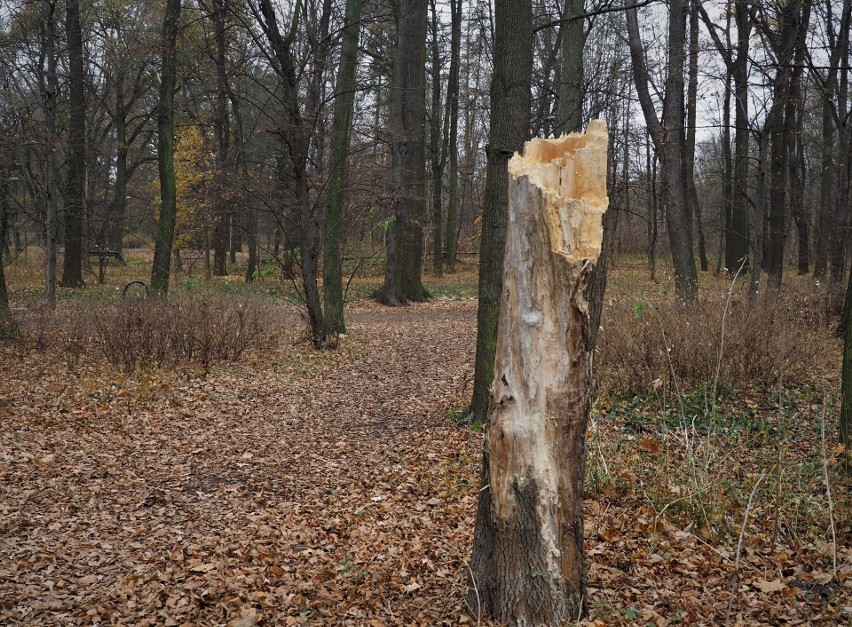 Obumarłe drzewa pozostaną w parku Grabiszyńskim, wzbogacając...