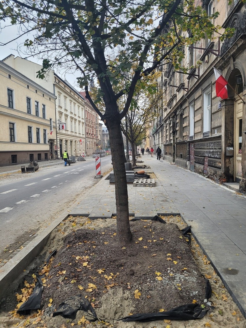 Drzewa się rozrosły, więc trzeba było przebudować ulicę Łobzowską w Krakowie