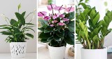Modne kwiaty do domu i mieszkania. Zobacz, jakie rodzaje roślin są najczęściej wykorzystywane w nowoczesnym wystroju wnętrz!