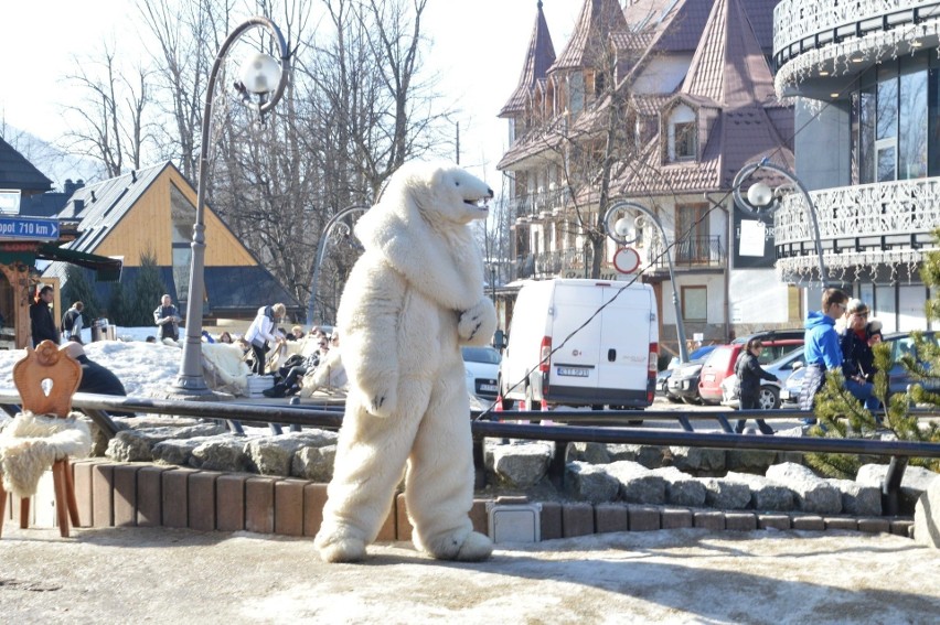 Zakopane. Biały Miś z Krupówek niedługo będzie świętował 100 lat! Turyści od lat robią sobie z nim zdjęcia 