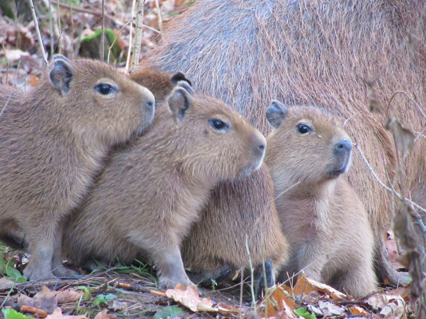 Małe kapibary w ZOO w Dolinie Charlotty.