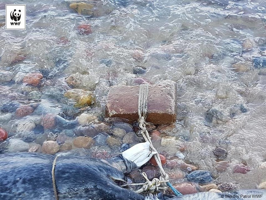 Dwie martwe foki z pętlą u szyi i cegłą znalezione na plaży w Gdyni Oksywiu. Prokuratura bada sprawę 