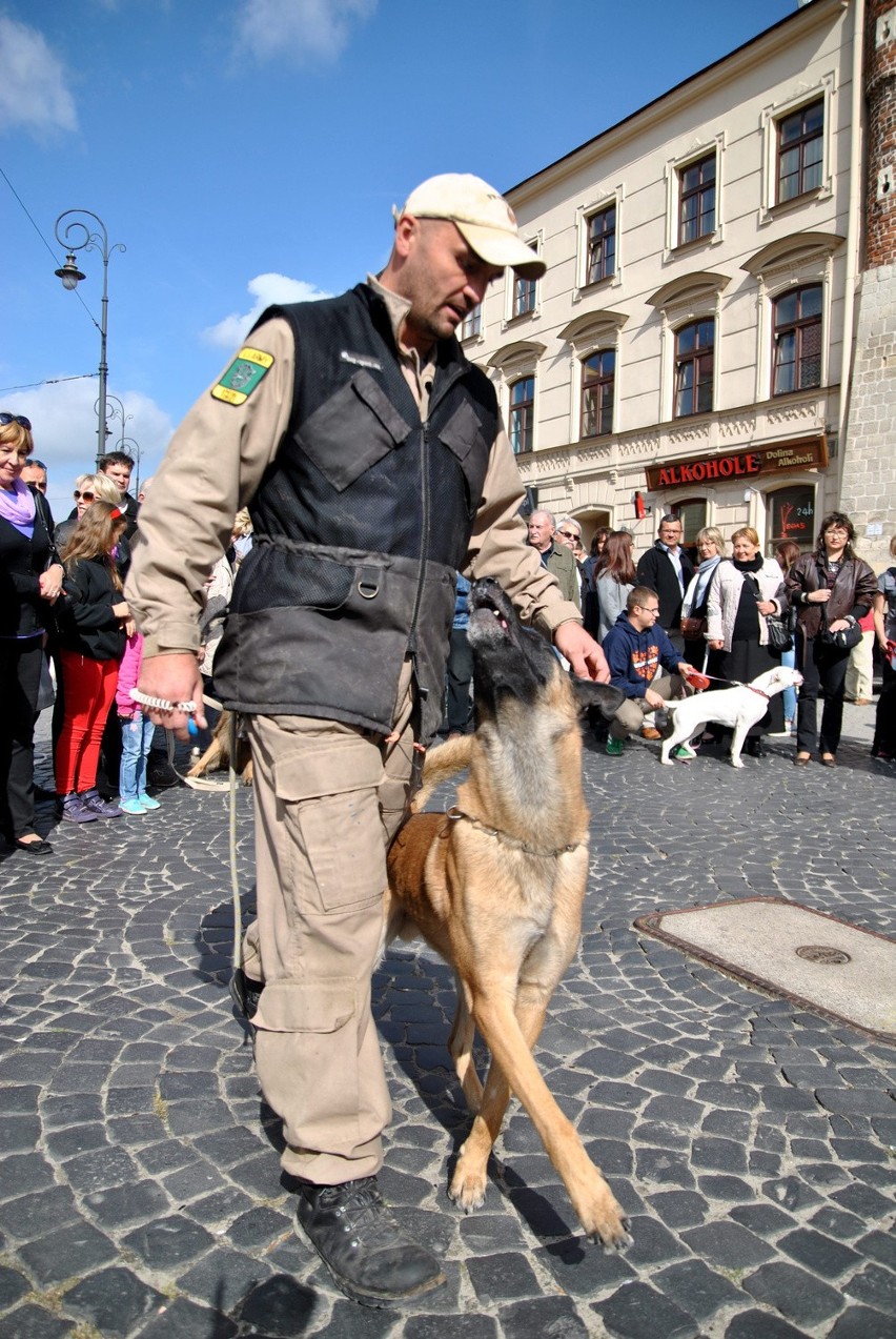 8 edycja akcji "Zerwijmy łańcuchy". Sprawdzali, co czuje pies przywiązany do budy (ZDJĘCIA)