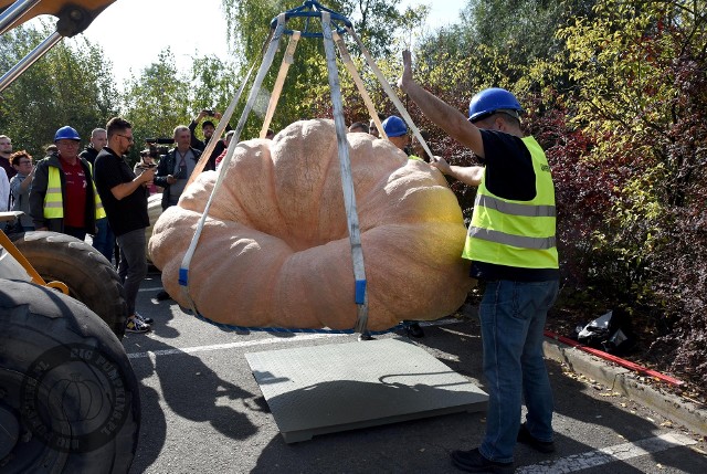 Gigantyczne warzywa: dynie i ogórki osiągają niesamowite rozmiwary.