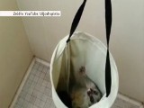 Opos zaklepał sobie kempingowy prysznic [wideo]
