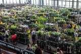 Festiwal Roślin! Największy targ z domowymi roślinami doniczkowymi znowu w Krakowie