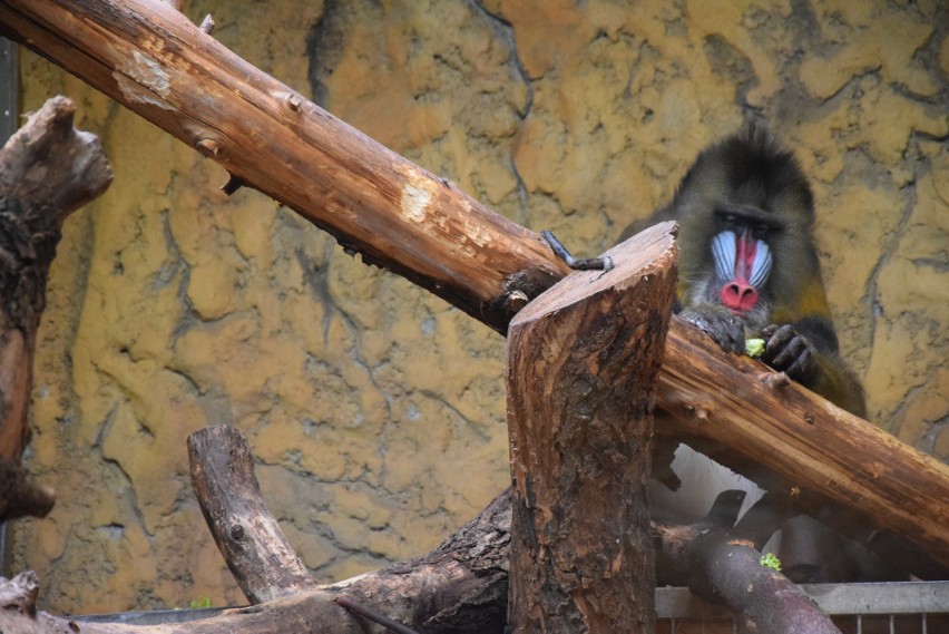 Mandryl. Najwięksi domownicy chorzowskiego zoo