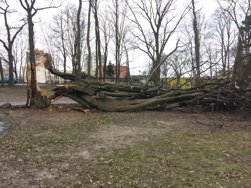 ZIELONA GÓRA: Park Piastowski już bez pomnika przyrody. Drzewo się przewróciło. Na szczęście nikomu nic się nie stało [ZDJĘCIA]