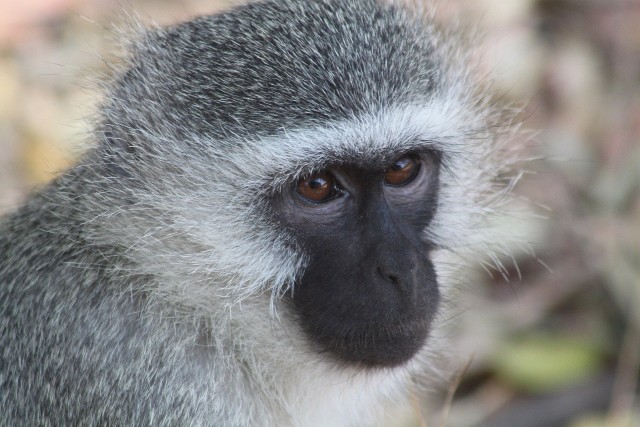 Małpia ospa (ang. monkeypox) to rzadka, zakaźna choroba odzwierzęca z rodzaju Orthopoxvirus (rodzina Poxviridae). Zakażenie tą chorobą wiąże się zazwyczaj z podróżami do Afryki Zachodniej. Zdjęcie ilustracyjne.