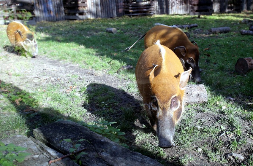 Co jedzą zwierzęta Śląskiego Ogrodu Zoologicznego?