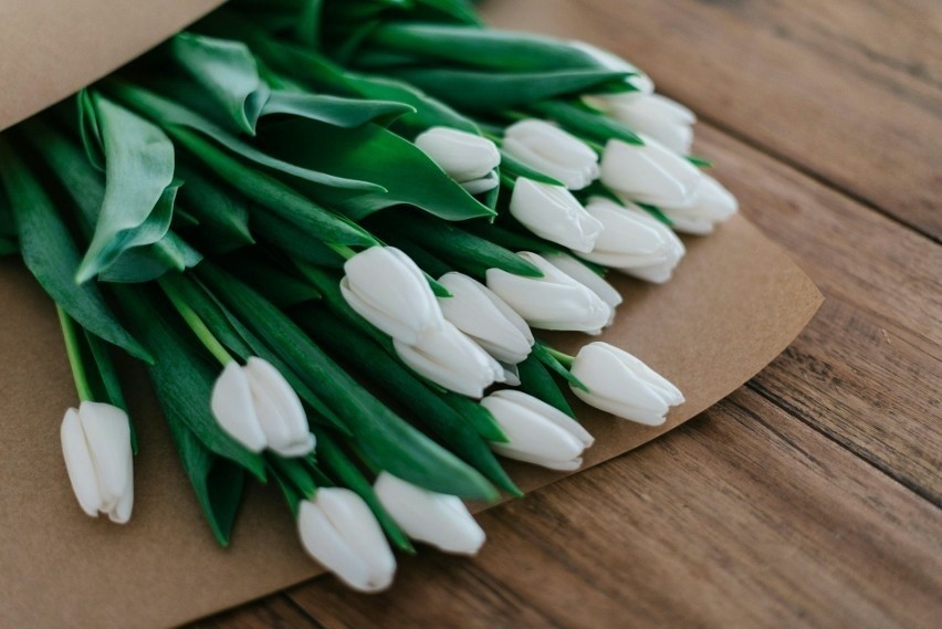 Aby cieszyć się pięknem ciętych tulipanów jak najdłużej,...