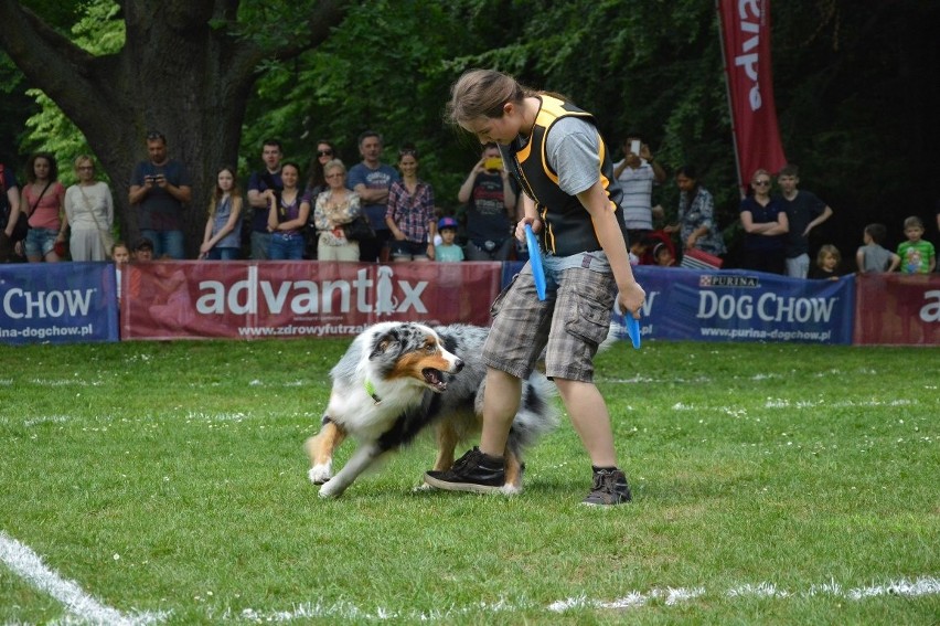 Zawody dogfrisbee czyli Dog Chow Disc Cup 2016 w parku...