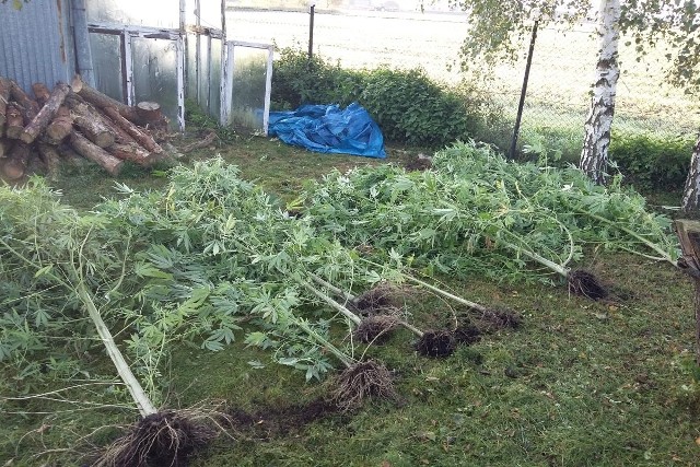 Do trzech lat więzienia grozi 34-letniemu mieszkańcowi gminy Gniewkowo, który w przydomowej szklarni uprawiał konopie. - Policjanci z Komisariatu Policji w Gniewkowie pozyskali informację, że jeden z mieszkańców gminy Gniewkowo trudni się nielegalnym procederem i uprawia konopie - mówi asp. szt. Izabella Drobniecka, oficer prasowa Komendanta Powiatowego Policji w Inowrocławiu. - Postanowili to sprawdzić. Weszli więc na teren jednej z posesji. Tam w trakcie przeszukania znaleźli ogółem osiem krzewów zabronionych roślin. Znajdowały się one, m.in., w przydomowej szklarni i były w różnej fazie wzrostu. Krzewy zostały zabezpieczone do postępowania karnego. Do sprawy został zatrzymany 34-letni mężczyzna, który usłyszał już zarzut uprawy konopi. Grozi mu do trzech lat pozbawienia wolności.Pogoda na dzień (26.09.2017) | KUJAWSKO-POMORSKIEŹródło: TVN Meteo Active/x-news