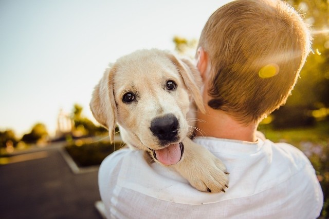 Takie są oznaki psiej miłości. Sprawdź, jak ją rozpoznać. Czy Twój pies Cię kocha? Oto dowody bezwarunkowej miłości! >>>   >>>