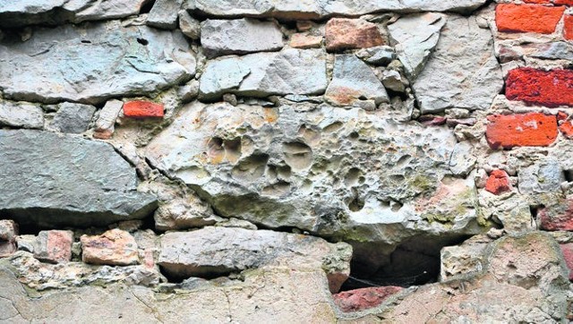 W murze zamku widać kamienie, z których go zbudowano z otworami. Są to ślady żerowania prehistorycznych ryb.