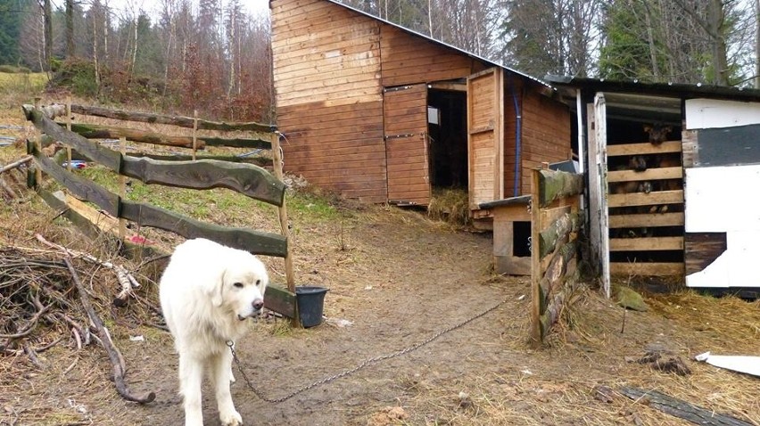 Masakra w Szczyrku. Zagroda młodego bacy, a w niej 31 padłych owiec [DRASTYCZNE ZDJĘCIA]