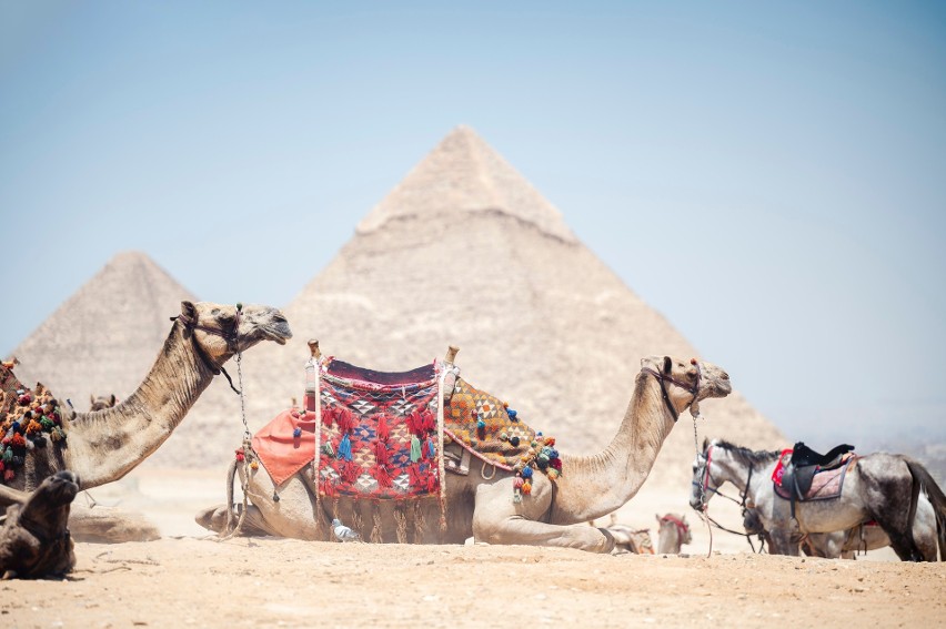 Tradycja objeżdżania piramid w Gizie na grzebiecie wielbłąda...