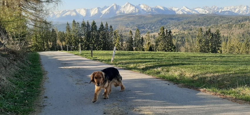 Tatry. Piesek, który strzegł polsko-słowackiej granicy teraz szuka nowego domu